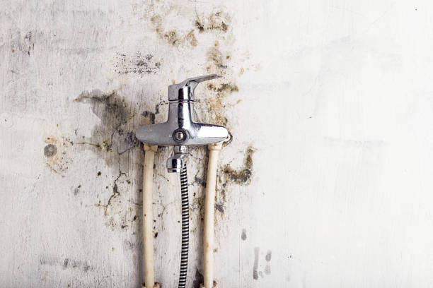 Best Home Mold Removal  in Winfield, IA