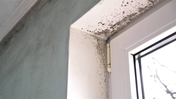 Best Commercial Mold Removal  in Winfield, IA
