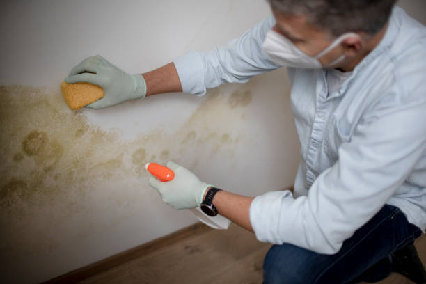 Best Black Mold Removal  in Winfield, IA
