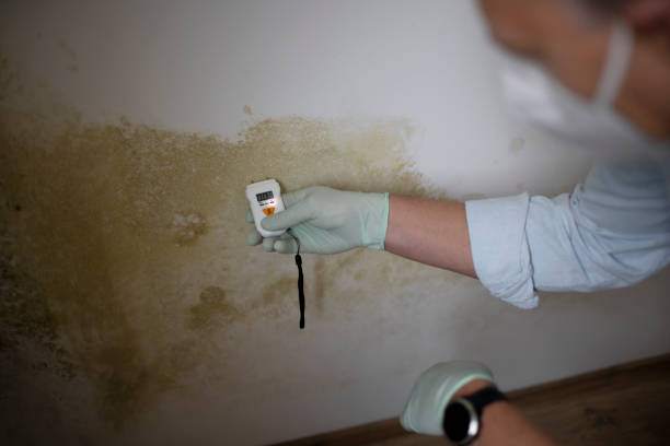 Best Mold Cleaning Services  in Winfield, IA
