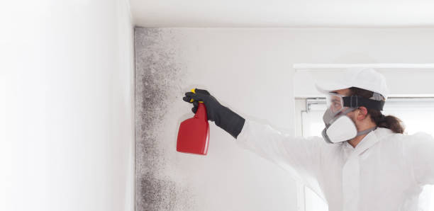 Best Black Mold Removal  in Winfield, IA