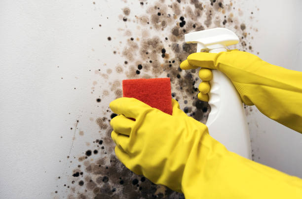 Best Residential Mold Removal  in Winfield, IA
